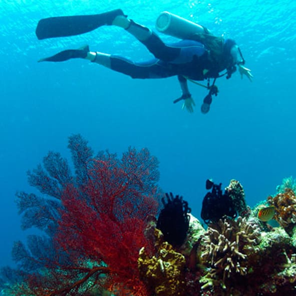 Buceo en Puerto Vallarta